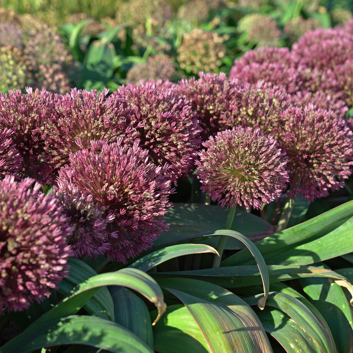 Allium Red Giant