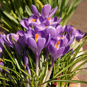 Crocus Blue Ocean