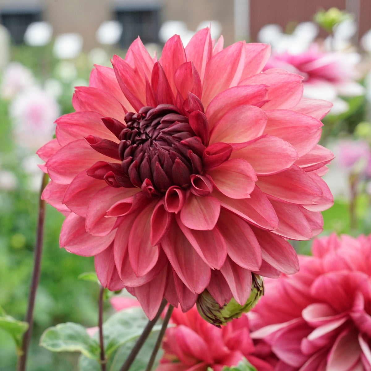 Dahlia Bacardi