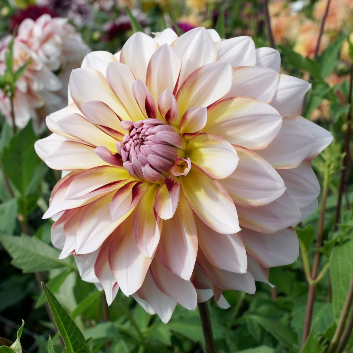 Dahlia Caribbean Fantasy