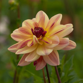 Dahlia Happy Butterfly