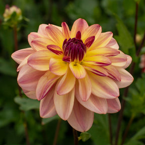 Dahlia Happy Butterfly