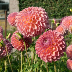 Dahlia Jowey Winnie
