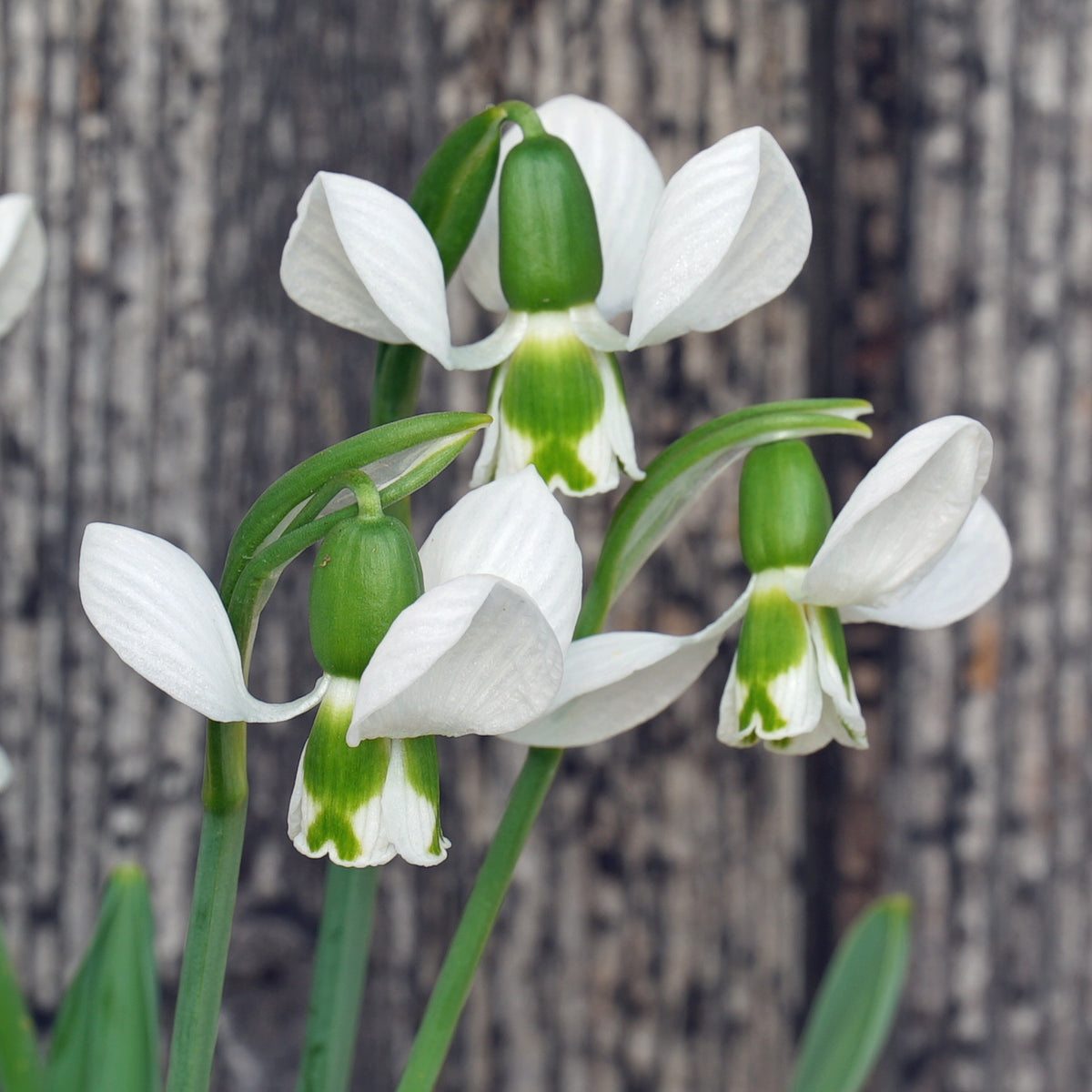 Galanthus Beluga