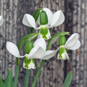 Galanthus Beluga