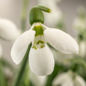 Galanthus Polar Bear