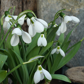 Galanthus Polar Bear