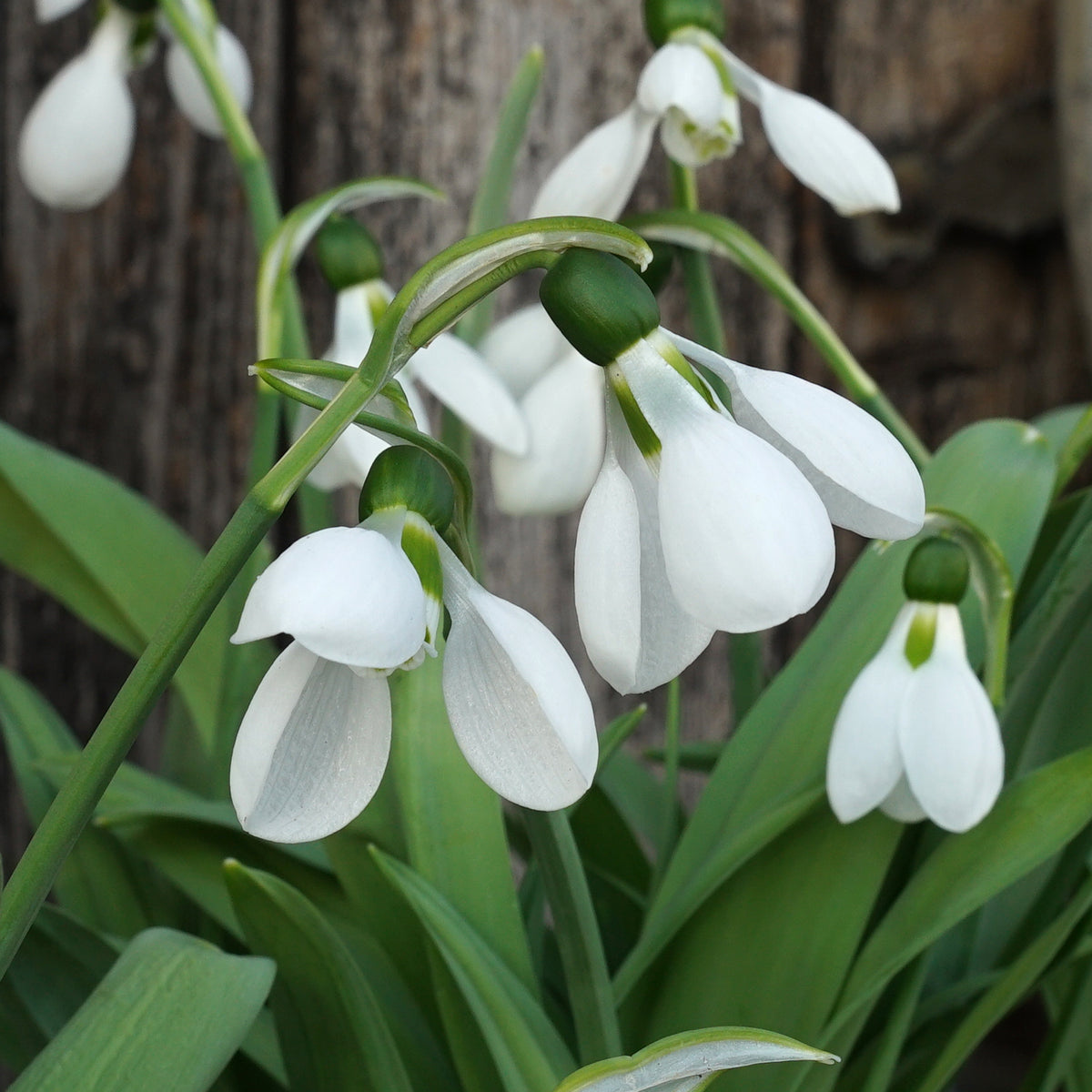 Galanthus Polar Bear