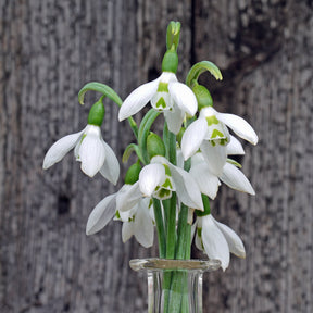 Galanthus Snow Fox