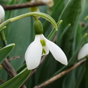 Galanthus Snow Fox