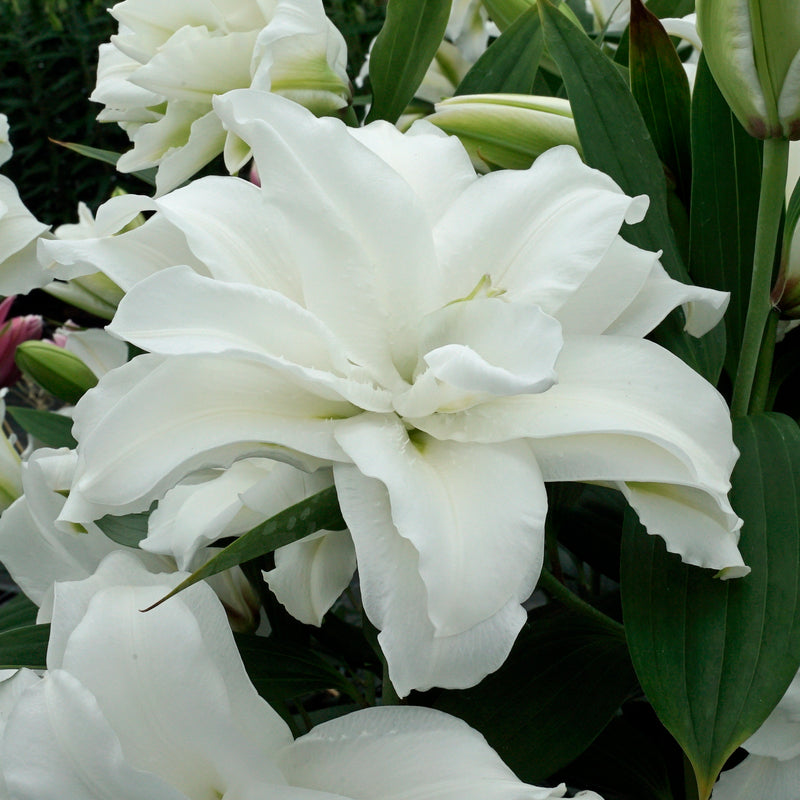Lilies