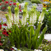 Eucomis Johannesburg