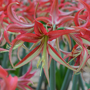 Amaryllis La Paz
