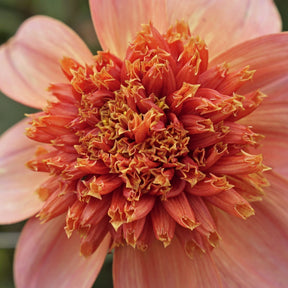 Dahlia Totally Tangerine