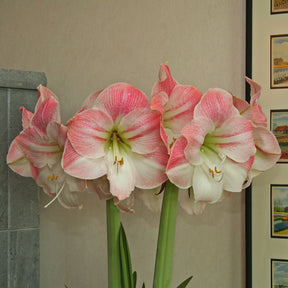 Amaryllis Apple Blossom