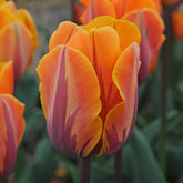 Tulipa Princess Irene