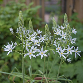 Ornithogalum ponticum Sochi