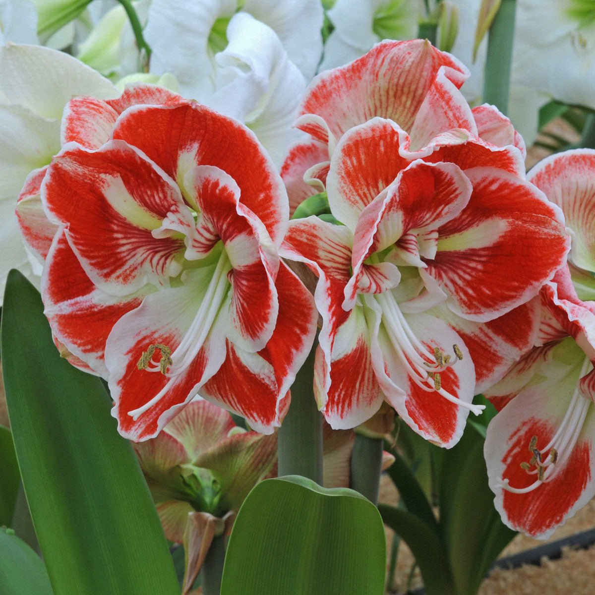 Amaryllis Samba - meerkleurige amaryllis - Fluwel