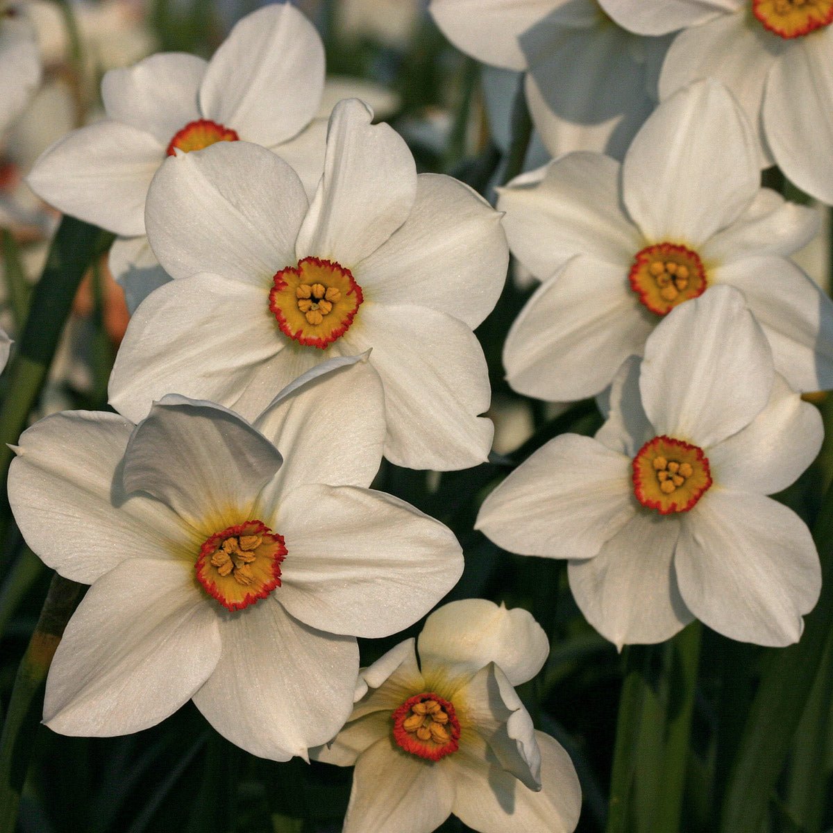 Actaea - Narcissus - Fluwel