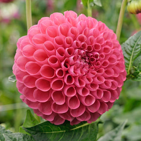 Dahlia Jowey Frambo