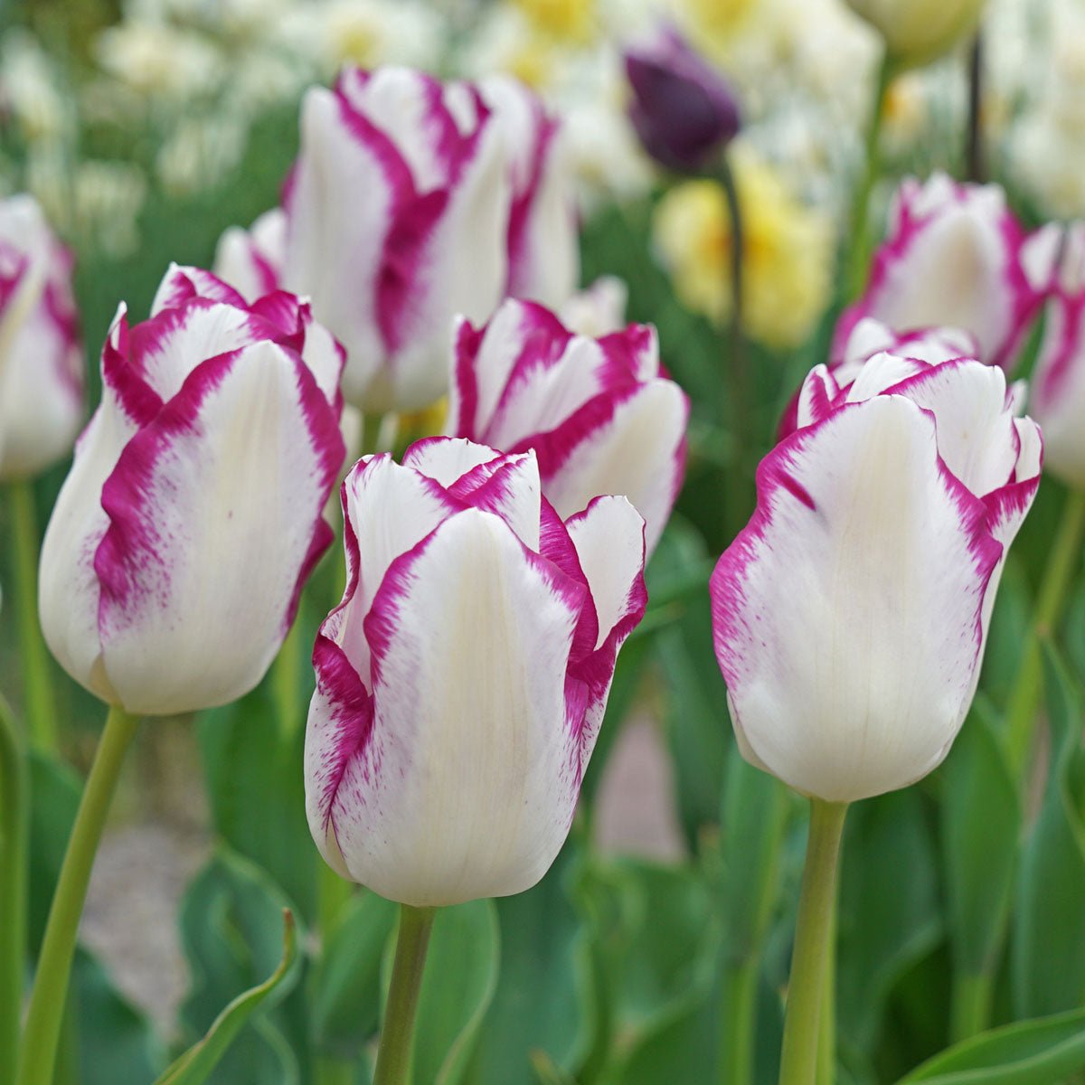 Affair - Tulips - Fluwel