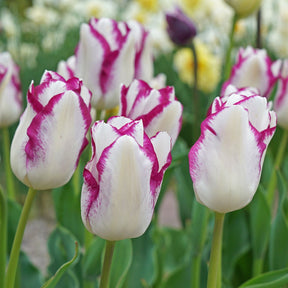 Affair - Tulips - Fluwel