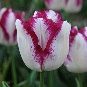 Affair - Tulips - Fluwel