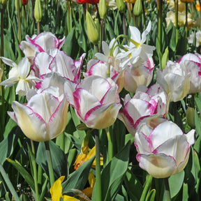 Affair - Tulips - Fluwel