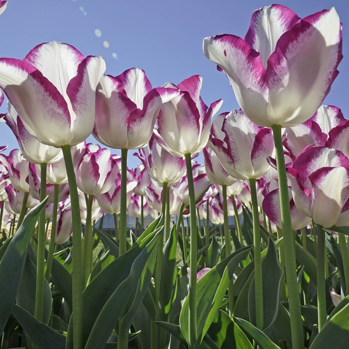 Affair - Tulips - Fluwel