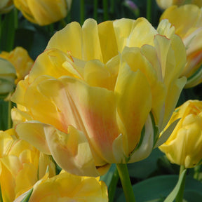 Akebono - Tulips - Fluwel