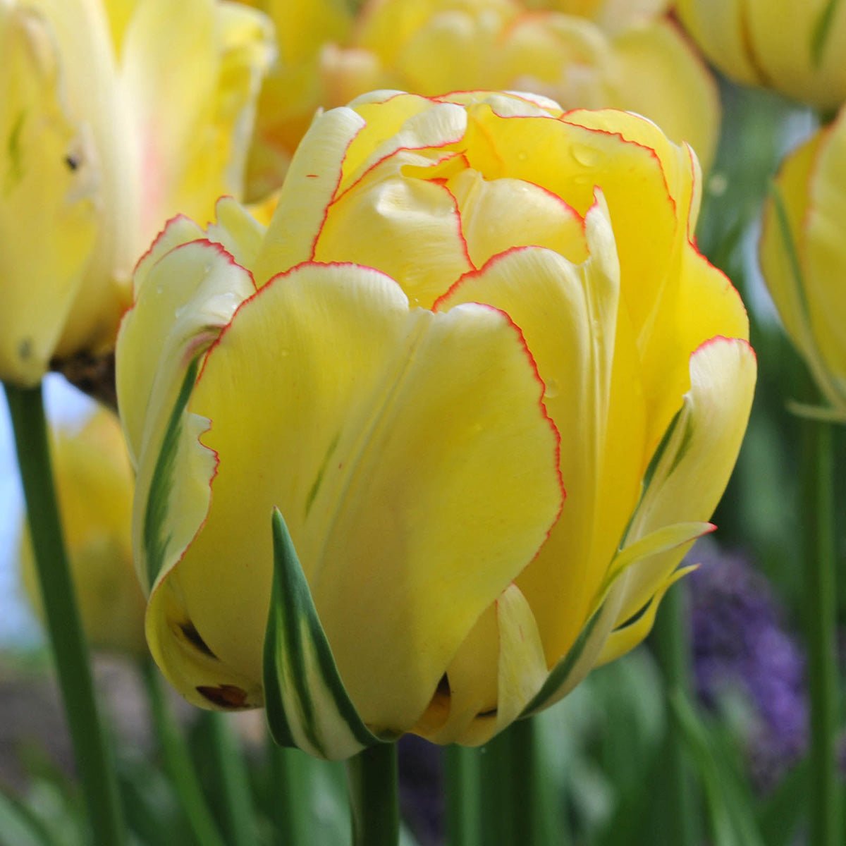 Akebono - Tulips - Fluwel