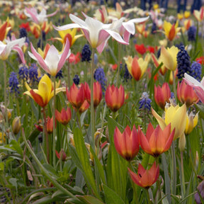 Aladdin's Carpet™ - Mixes - Fluwel