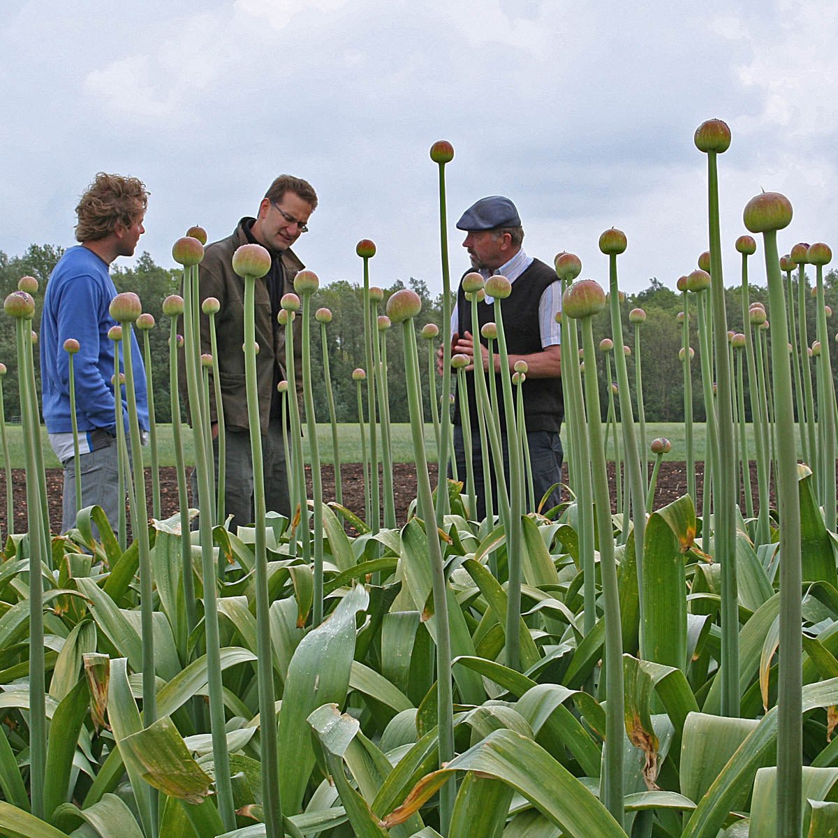 Allium Ambassador - paarse allium - Fluwel