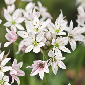 Allium Cameleon - Alliums - Fluwel