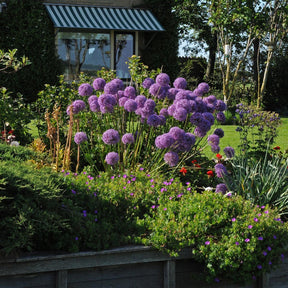 Allium Globemaster - Alliums - Fluwel