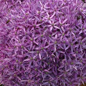 Allium Globemaster - Alliums - Fluwel