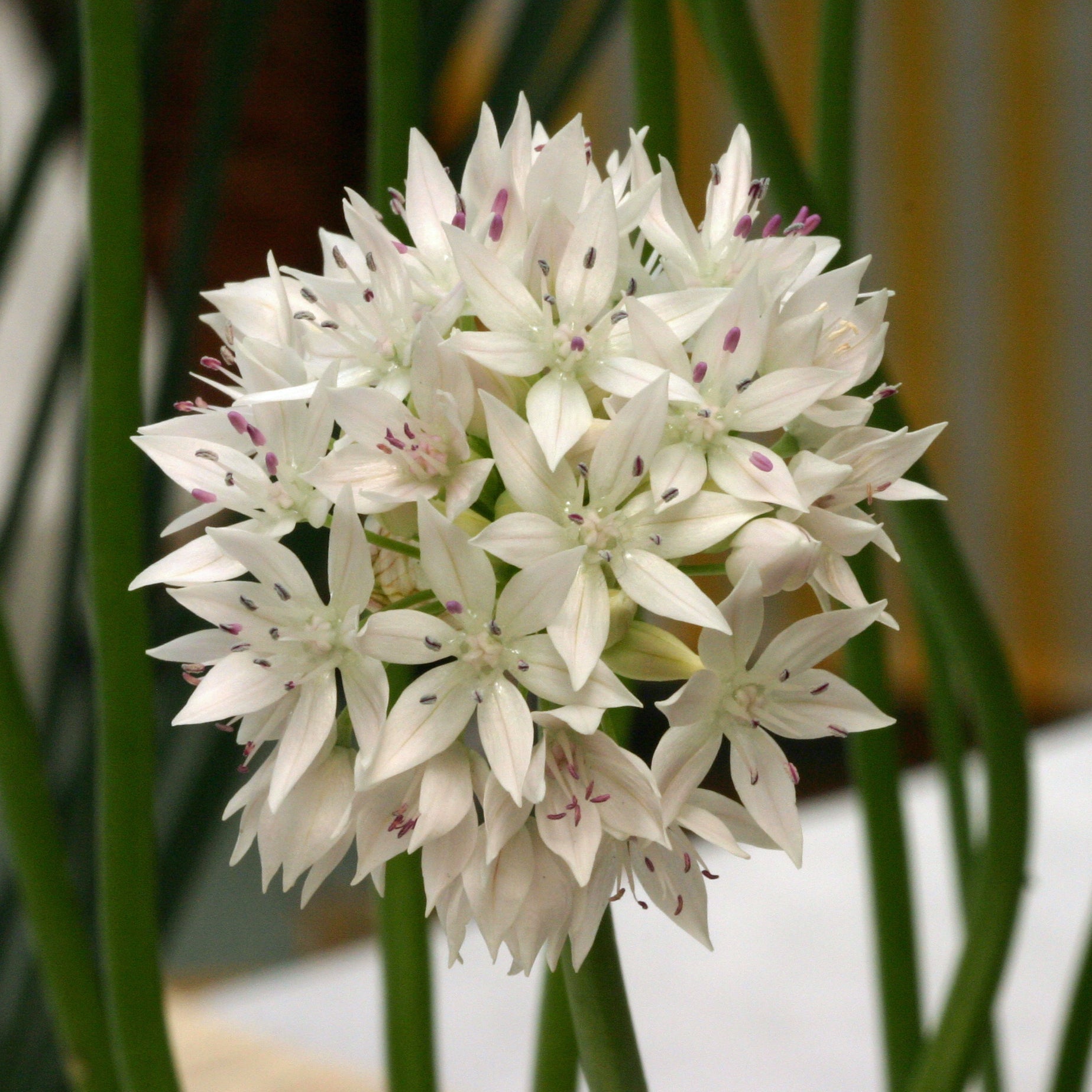 Allium Graceful Beauty - Alliums - Fluwel