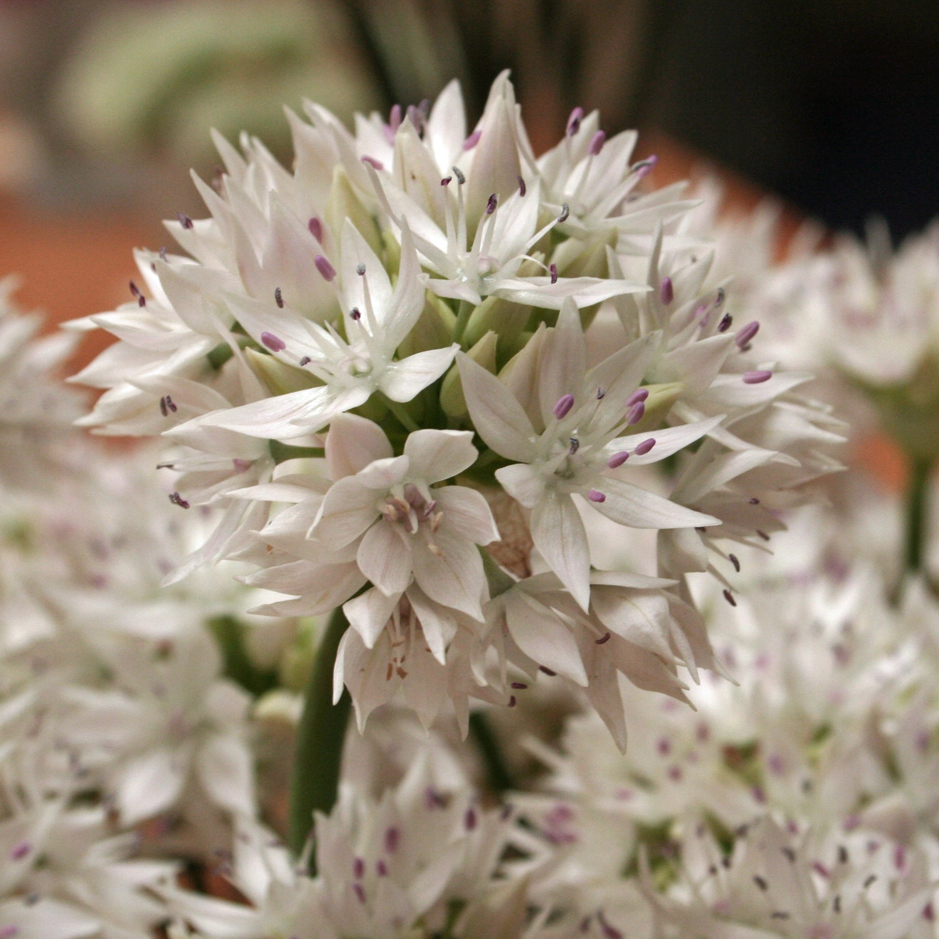 Allium Graceful Beauty - Alliums - Fluwel