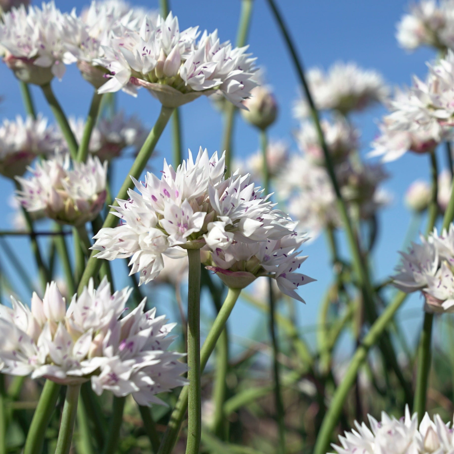 Allium Graceful Beauty - Alliums - Fluwel