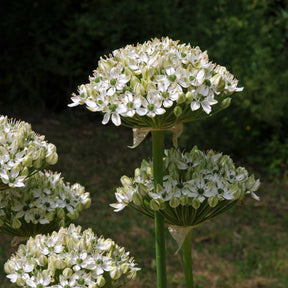 Allium nigrum - Alliums - Fluwel
