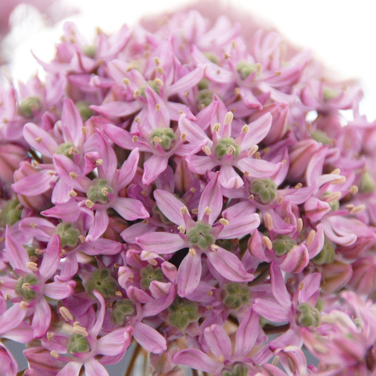 Allium Pink Jewel - Alliums - Fluwel