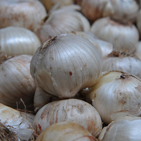 Allium Purple Sensation - Alliums - Fluwel