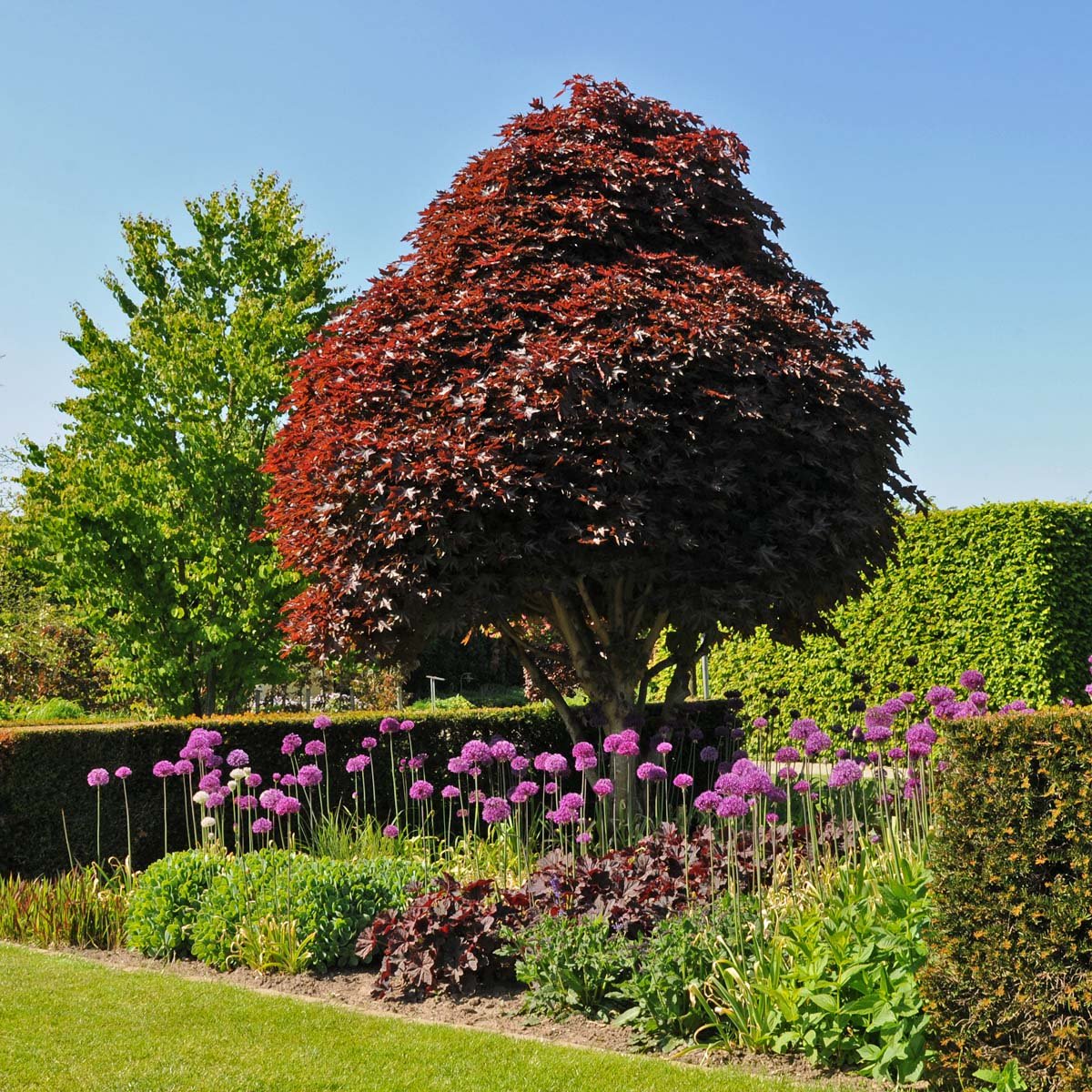 Allium Purple Sensation - Alliums - Fluwel