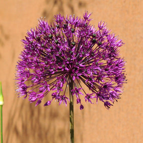 Allium Purple Sensation - Alliums - Fluwel