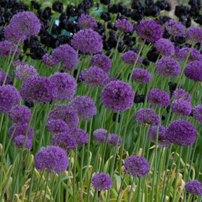Allium Purple Sensation - Alliums - Fluwel