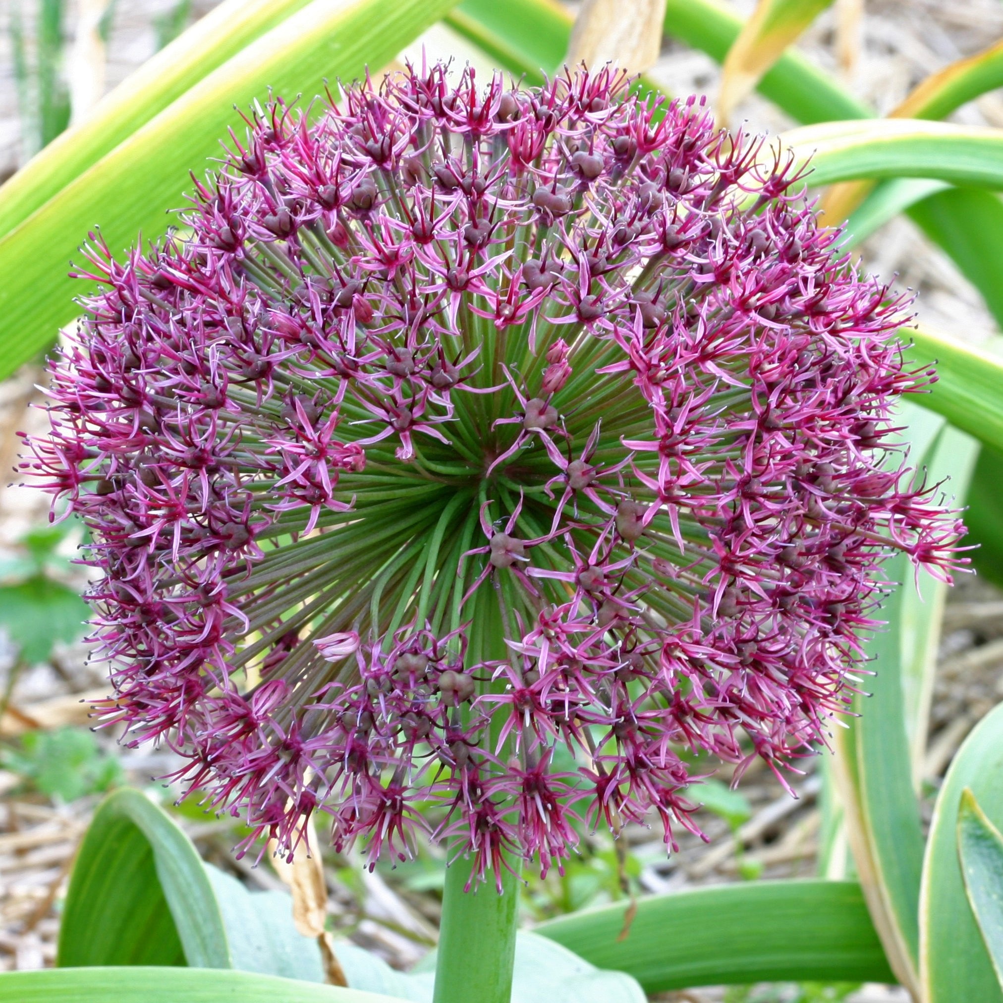 Allium Red Giant - Alliums - Fluwel