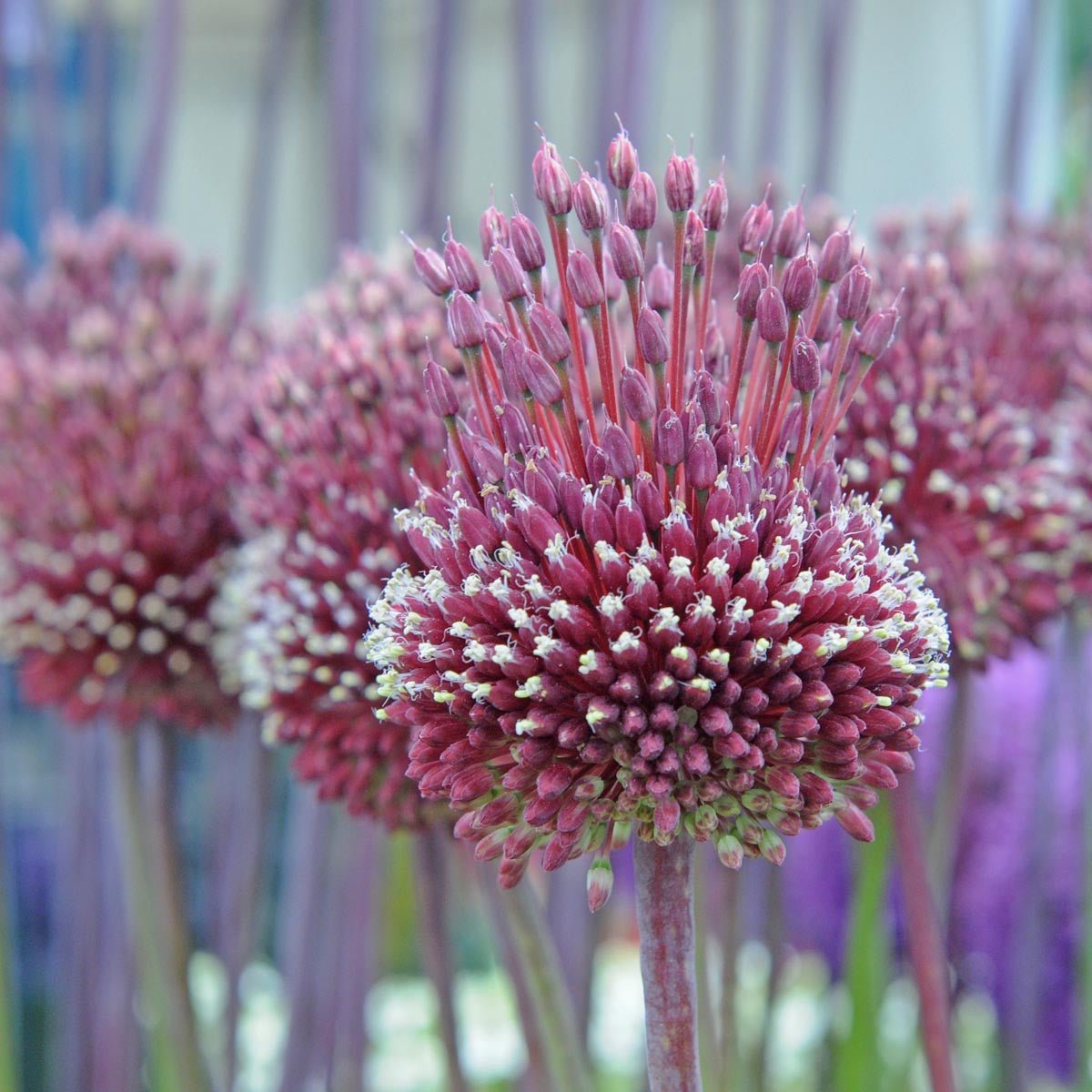 Allium Red Mohican - Alliums - Fluwel