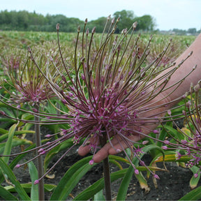 Allium schubertii - Alliums - Fluwel