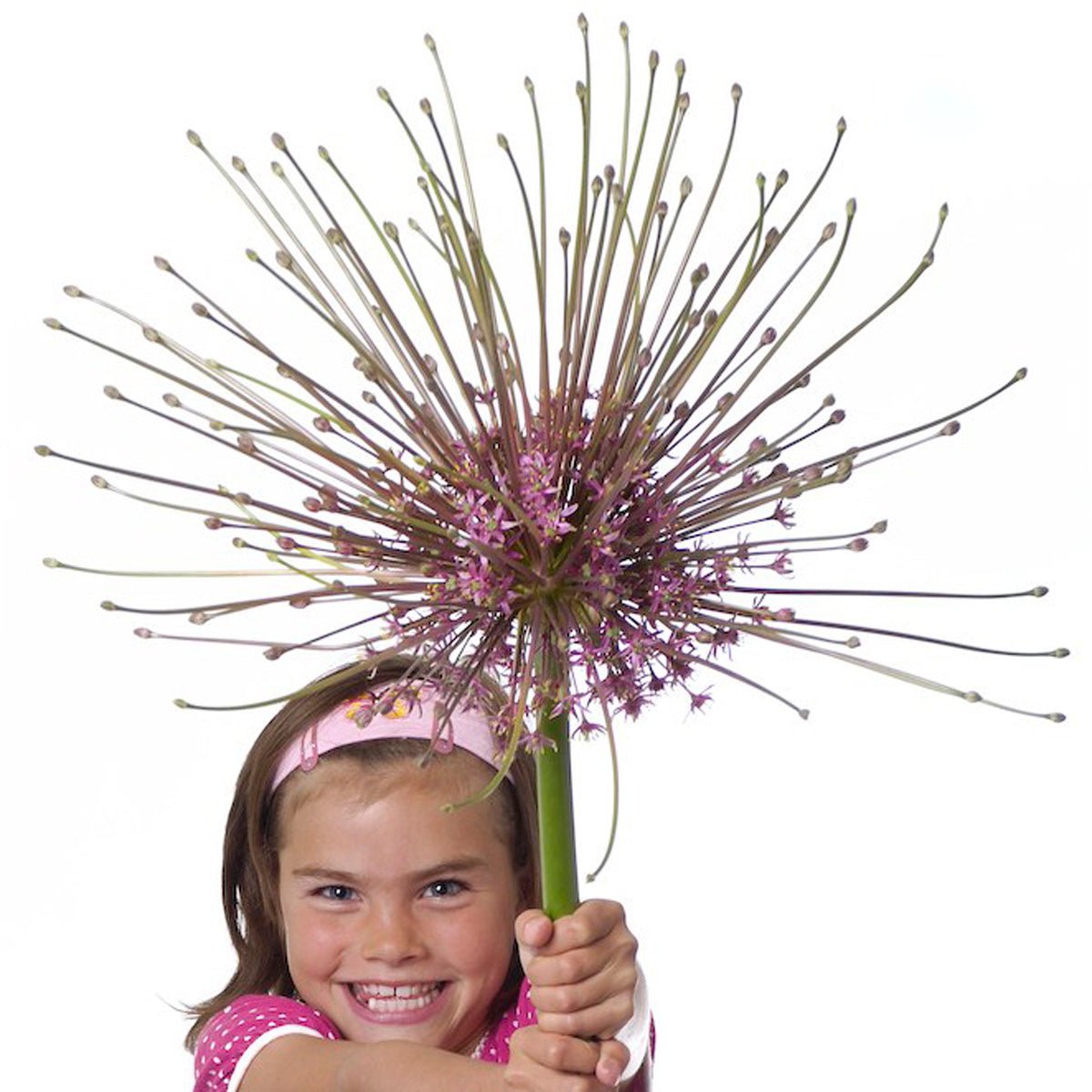 Allium schubertii - roze allium - Fluwel