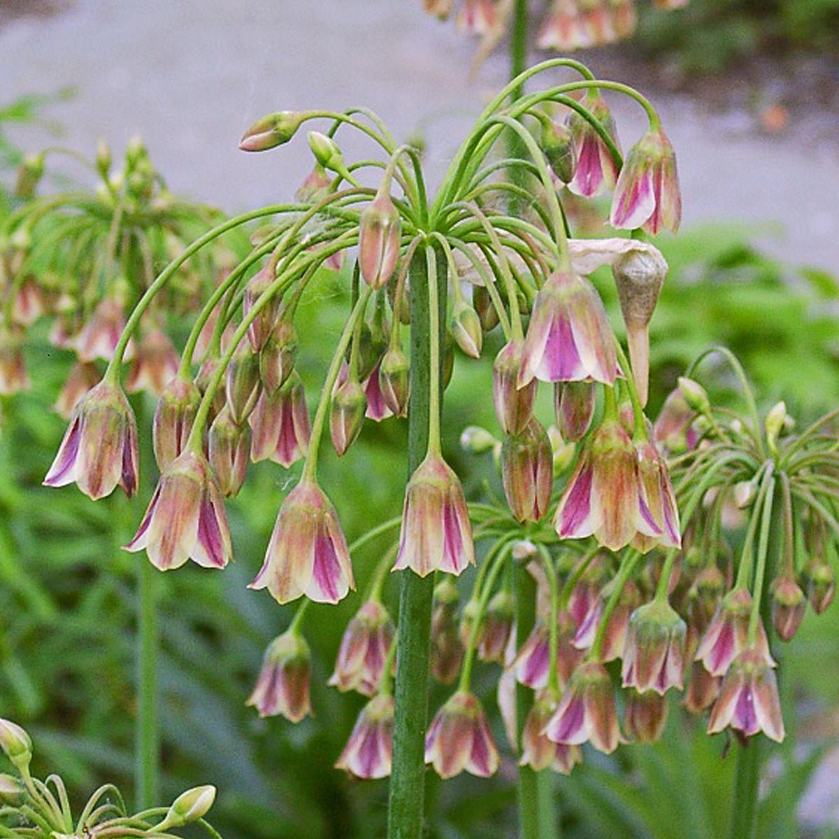 Allium siculum - Alliums - Fluwel